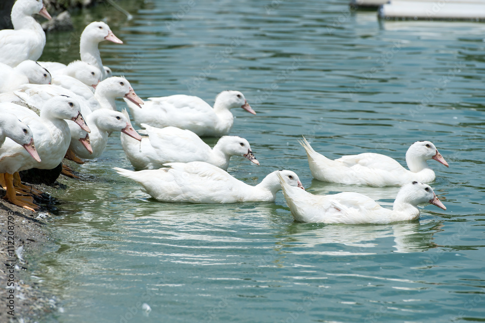 Group of ducks on lake water