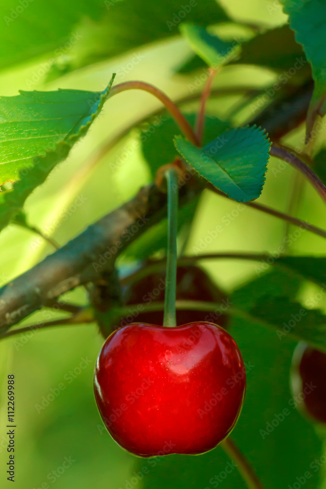 Ripe red merry cherry on tree