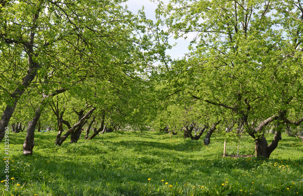 Spring. Garden.