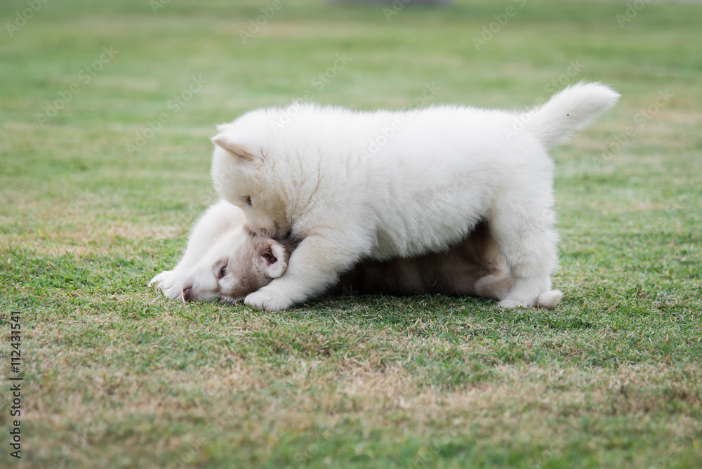 西伯利亚哈士奇幼犬躺在绿草上