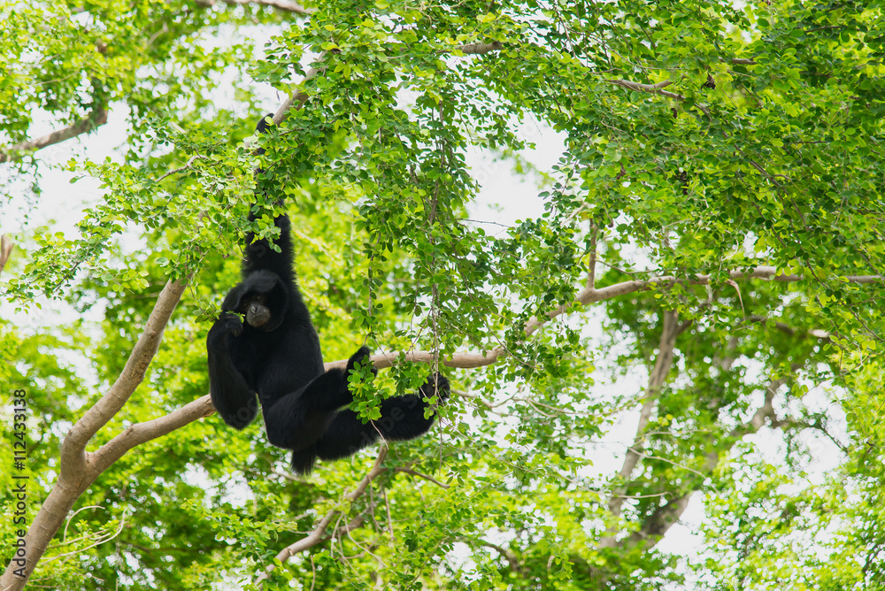 Siamang吉本