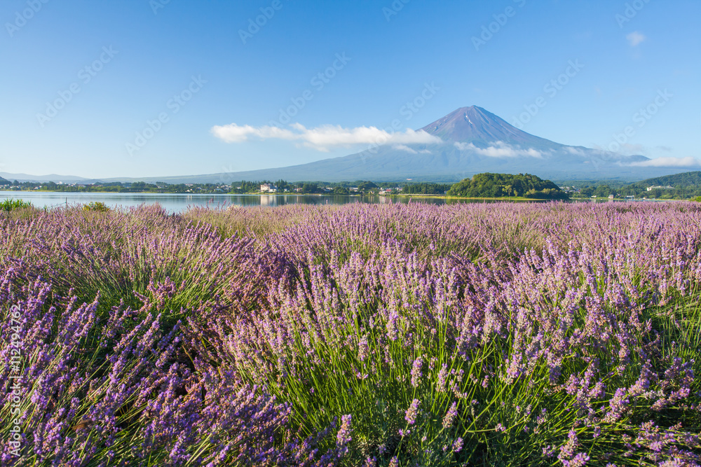 富士山和河口湖夏季薰衣草的紫色