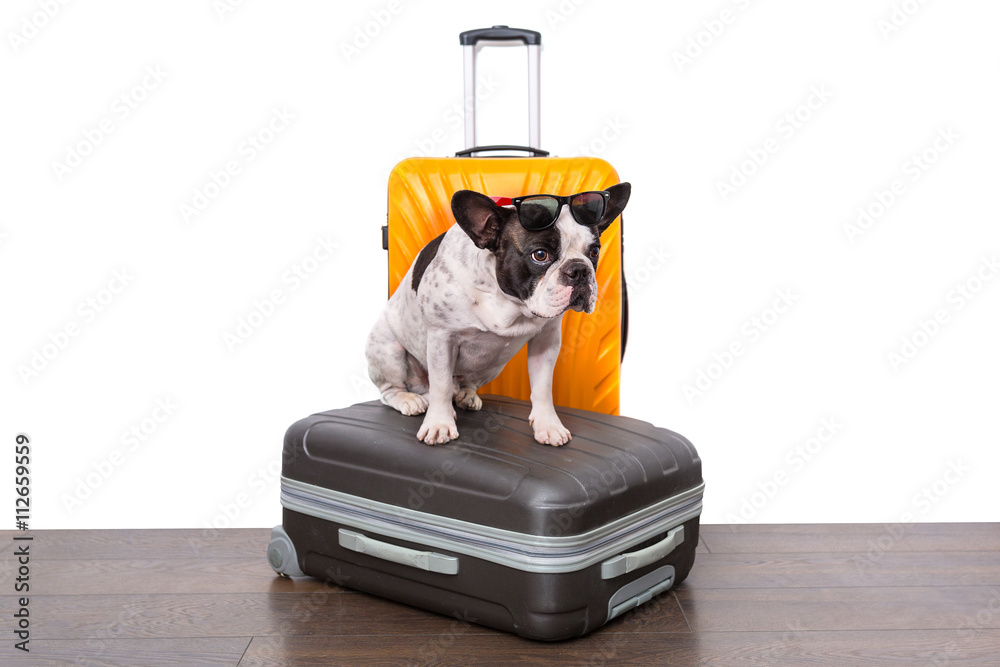 French bulldog sitting on the luggage ready for travel