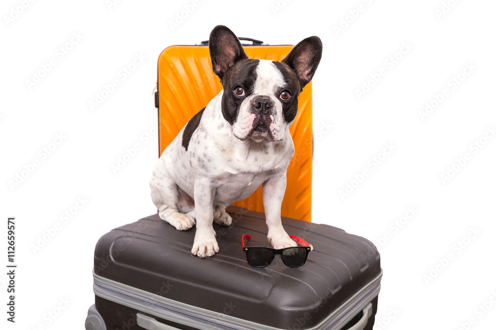 French bulldog sitting on the luggage ready for travel