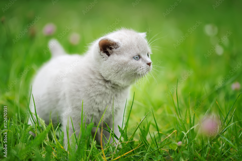 Cute kitten in the green grass