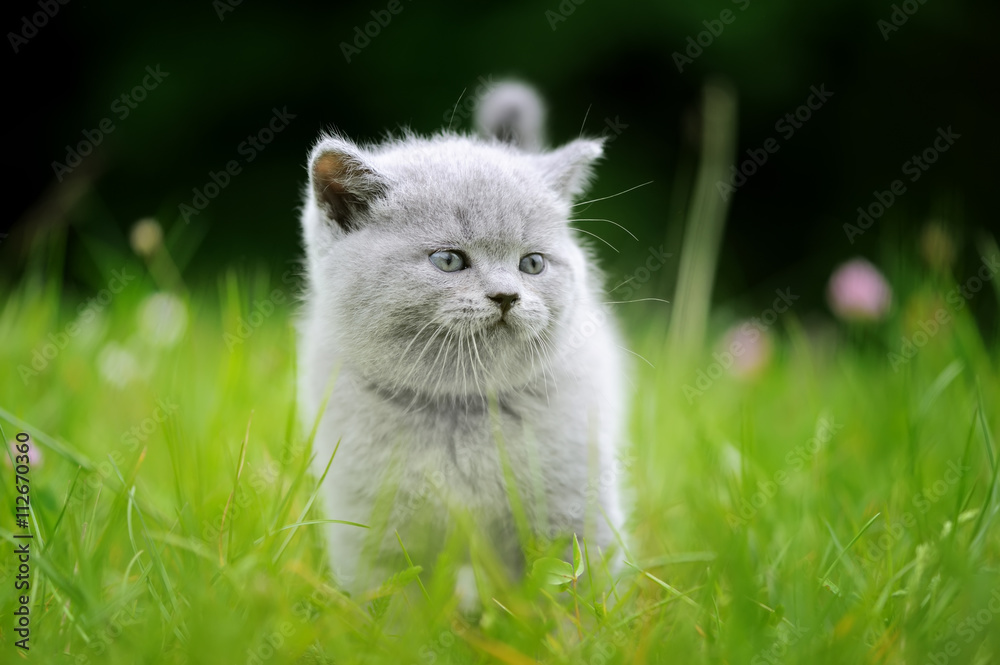 Cute kitten in the green grass