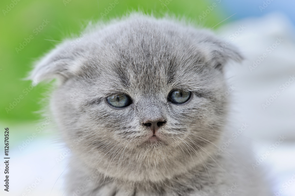 Close gray kitten portrait