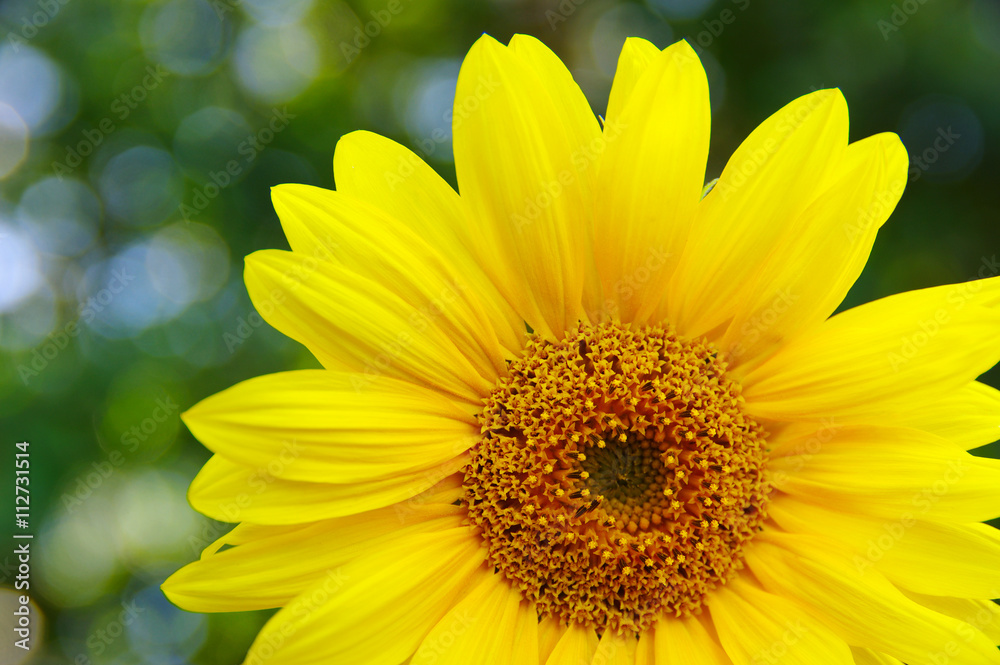 Close up of sunflower