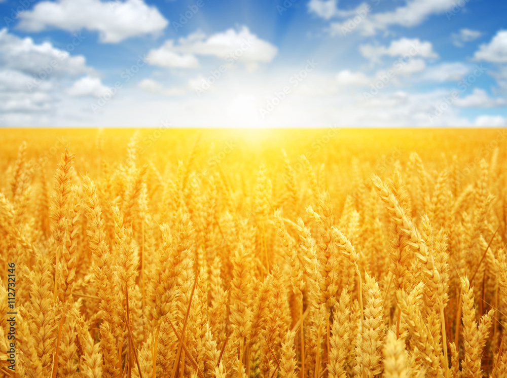 Wheat field and sun