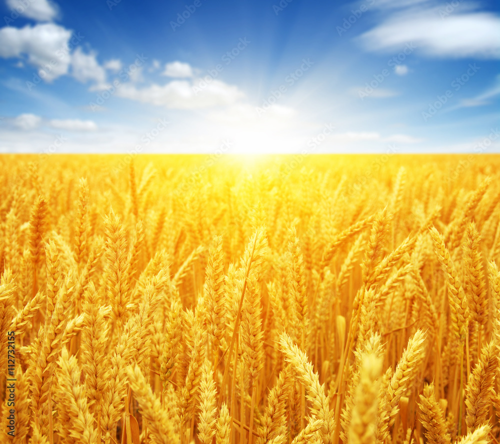 Wheat field and sun