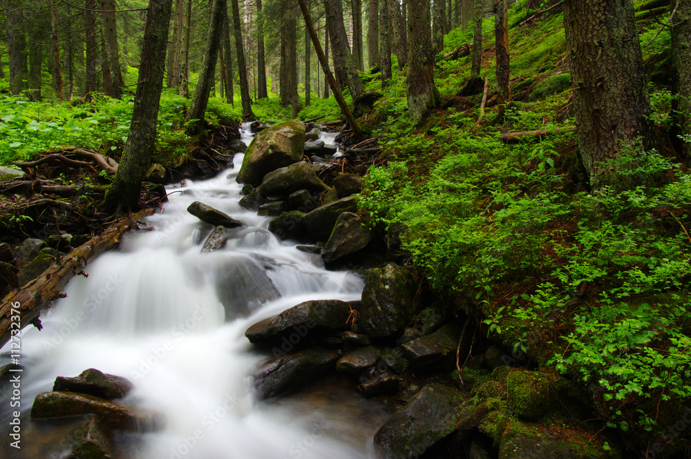 Mountain river in forest.