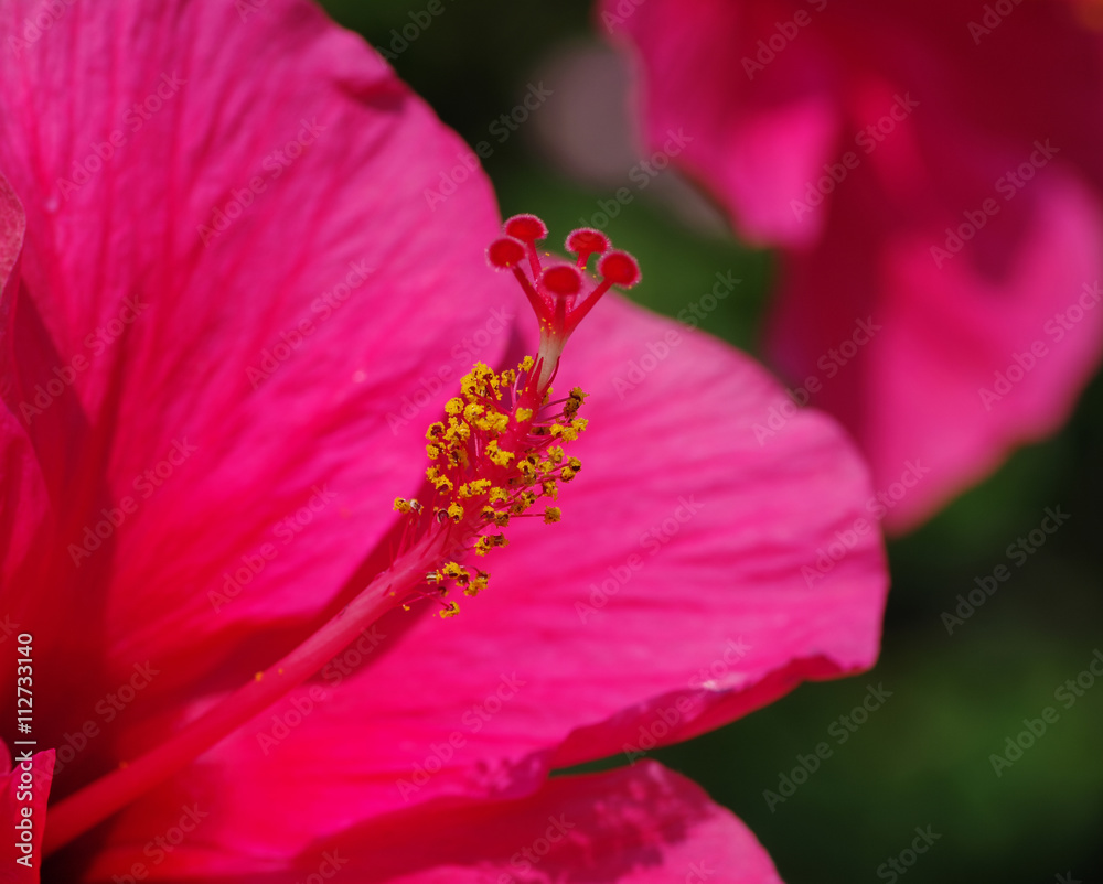 绿色上的花朵