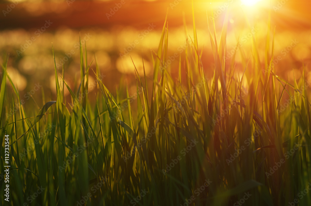 Green grass background