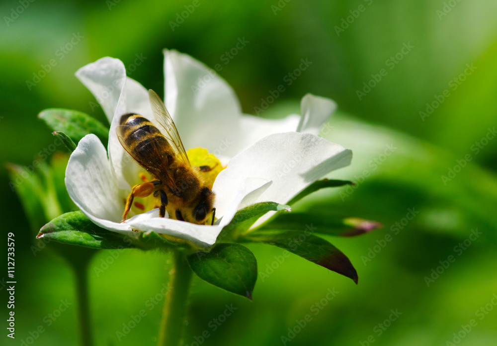 蜜蜂在花上