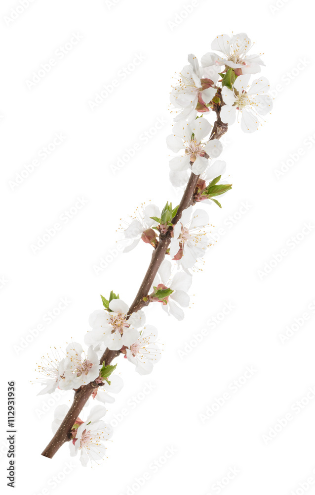 Apricot flowers isolated on white. without shadow