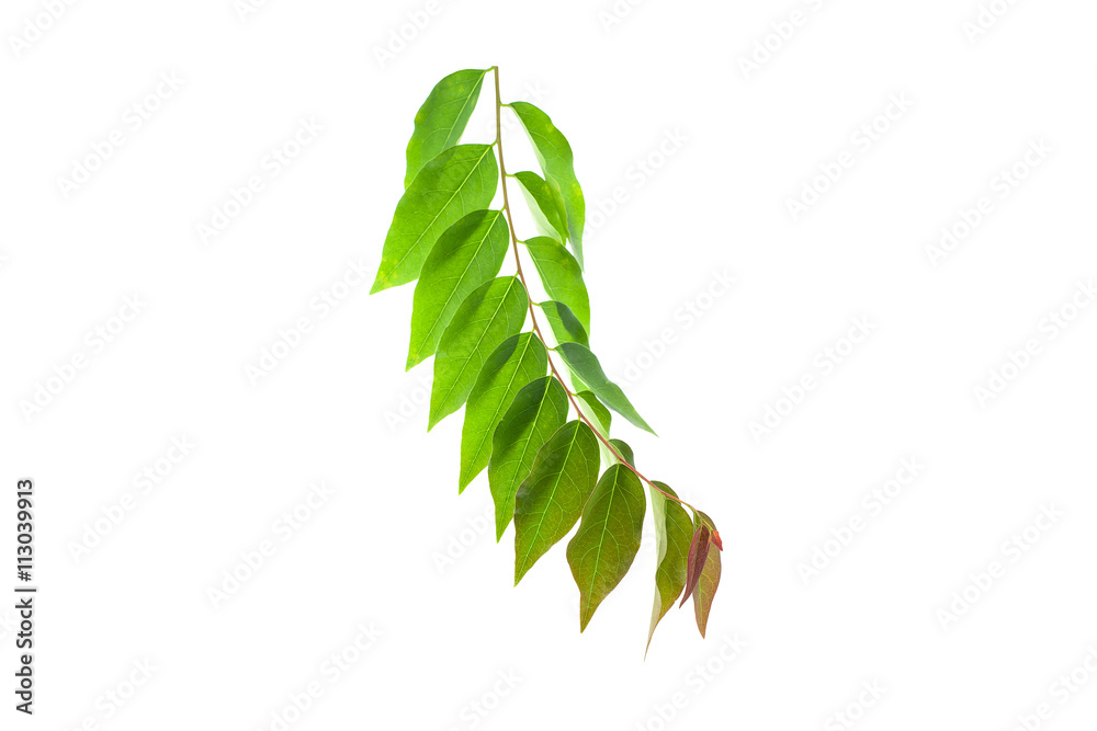 Green leaves isolated on white background,with clipping path.