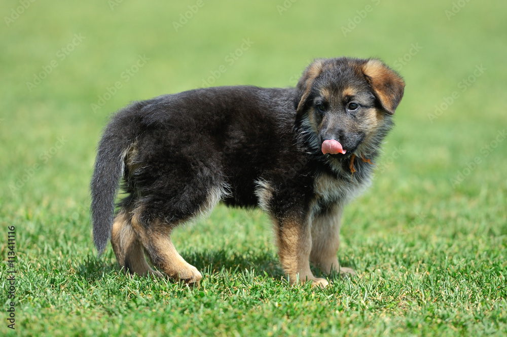 德国牧羊犬宝宝