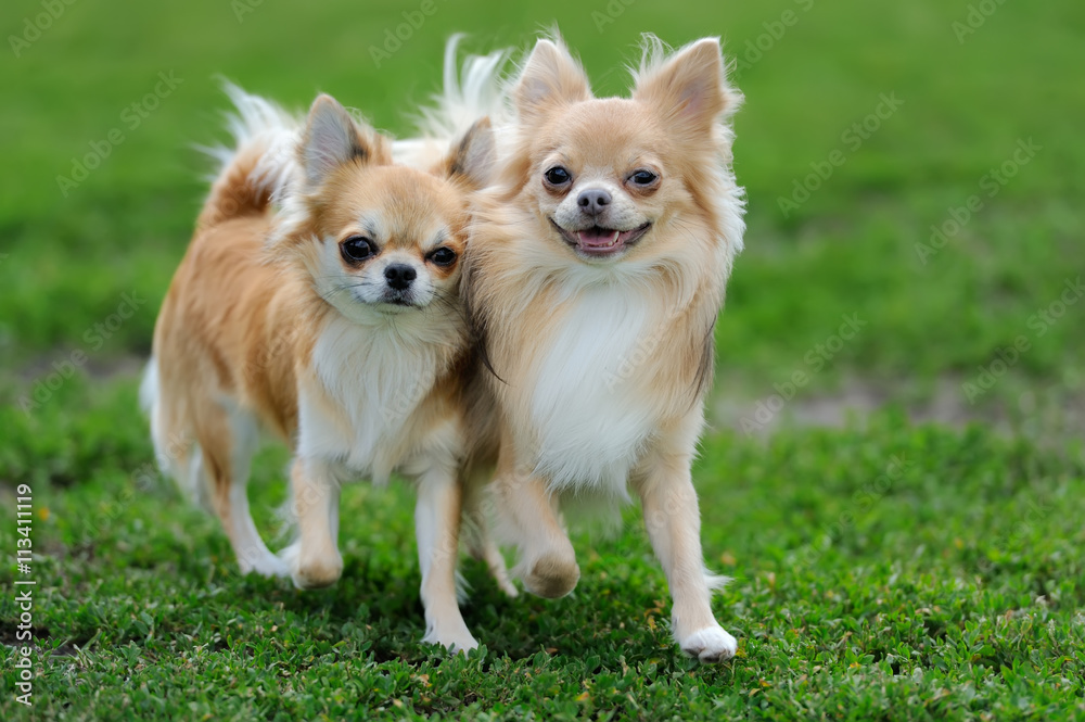 Two Longhair Chihuahua dog