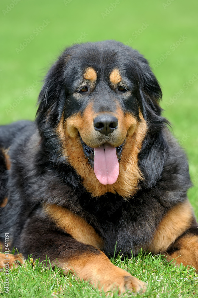 Dog in green grass