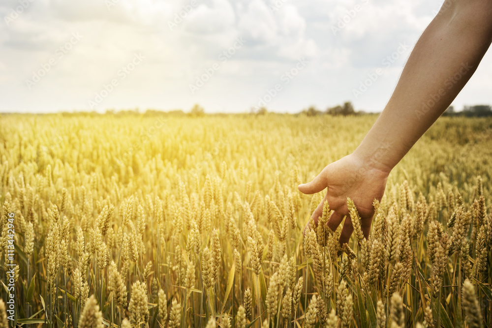 Wheat Field