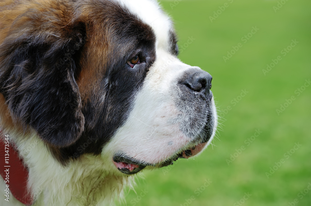 圣伯纳犬画像