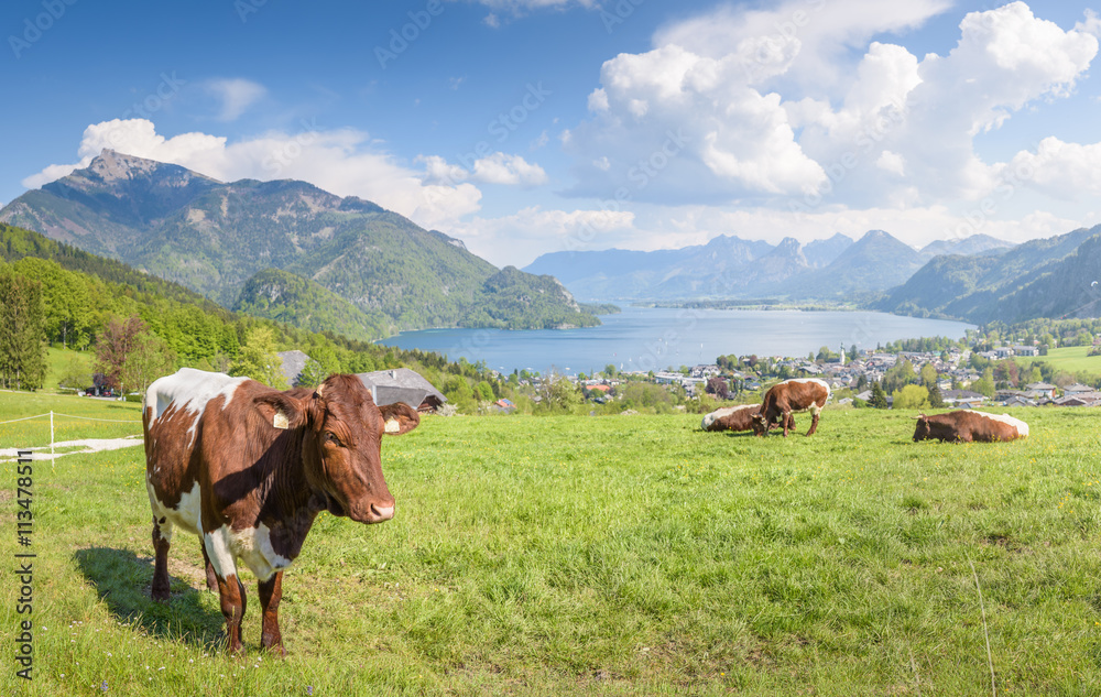 Cows on Meadow, Lake Wolfgangsee, Salzkammergut, Upper Austria, Austria