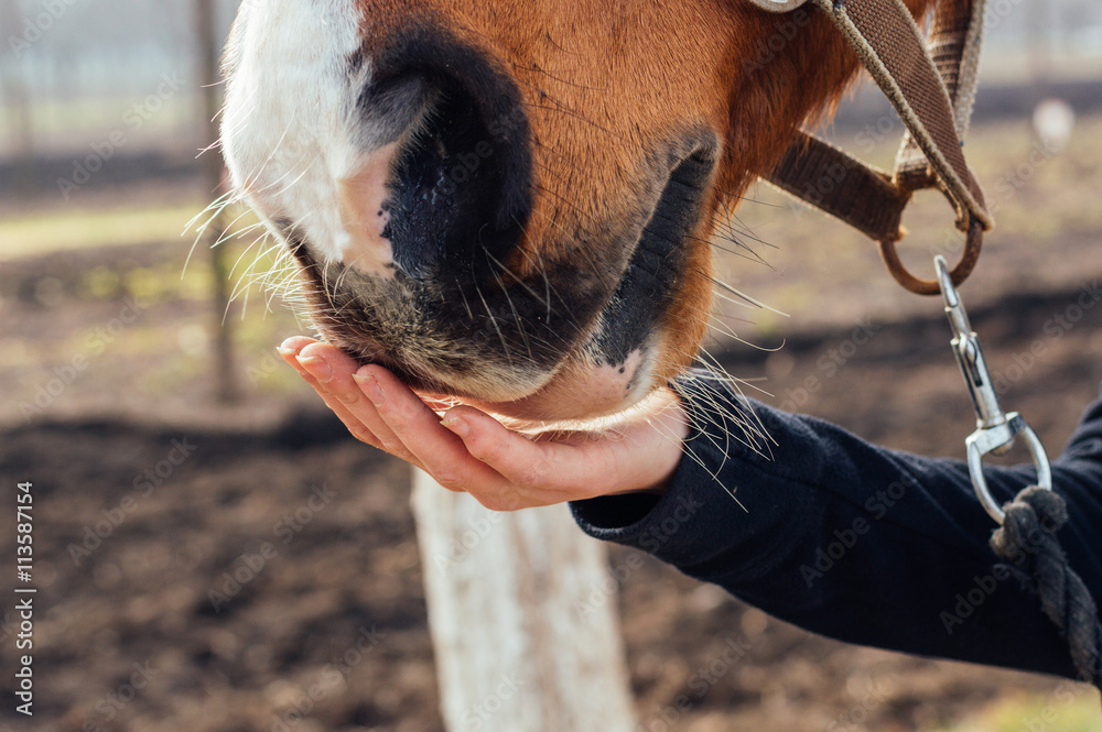 Horse eating from hand