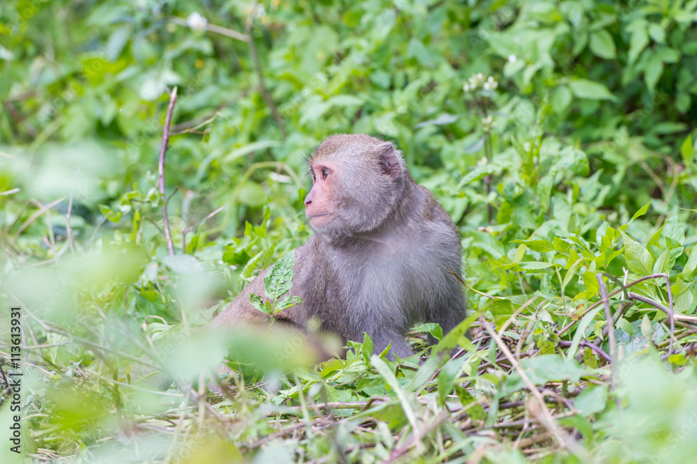 Formosan macaques Looks into the distance(taiwan monkey)