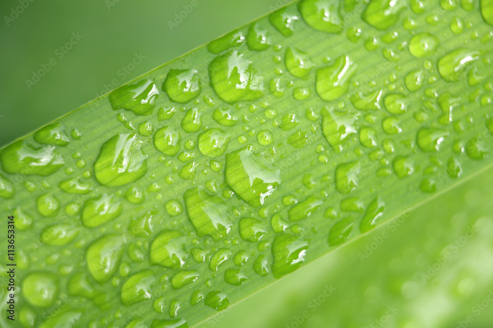 rainy green leaf close up