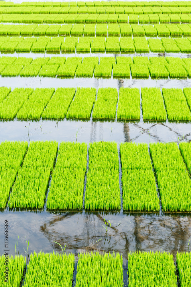 Rice seedlings grown in paddy fields