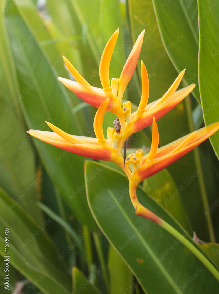 bird of paradise