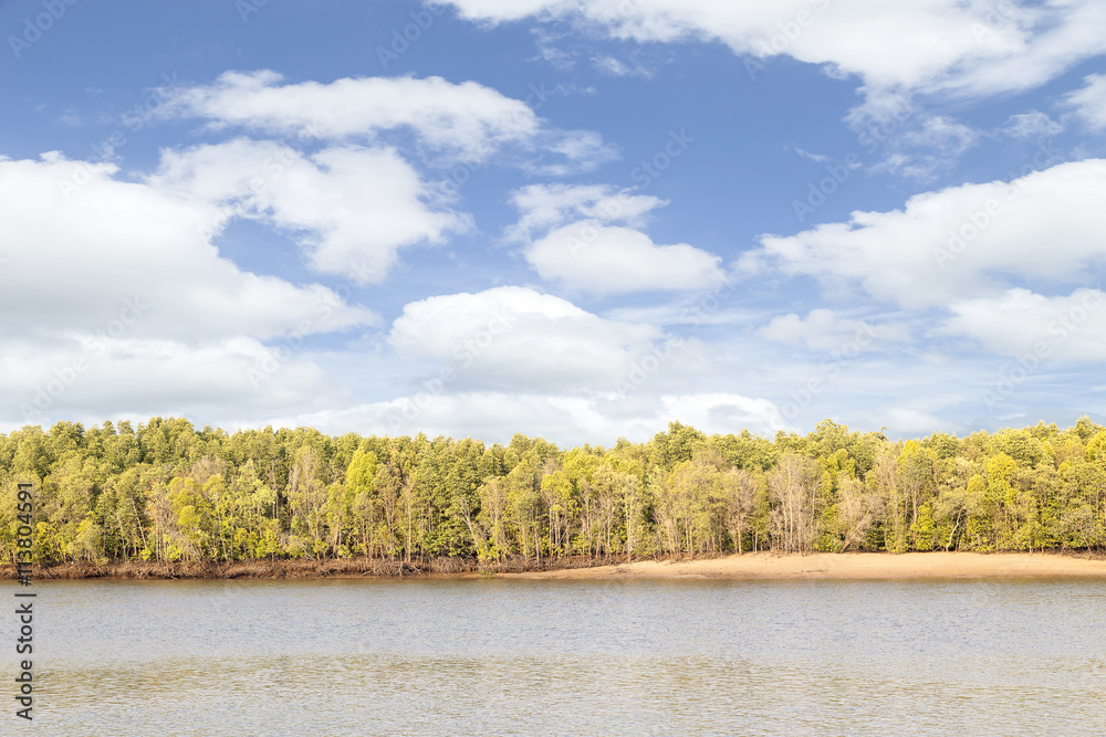 Row of mangrove forest trees and sea blue sky background.