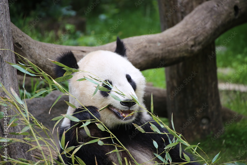 Großer Panda frisst Bambus