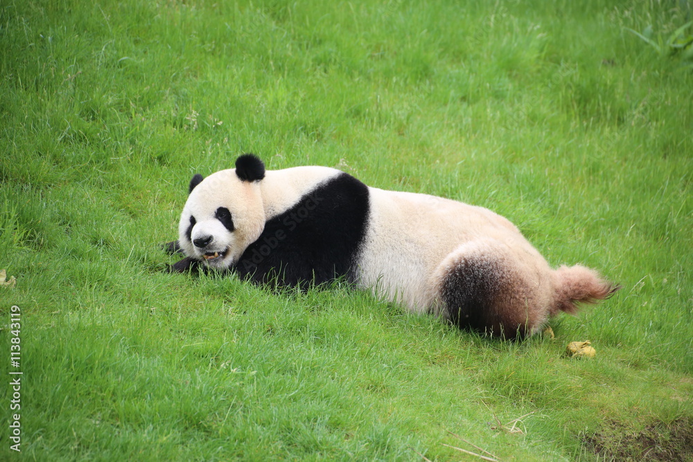 Großer Panda in Nahaufnahme