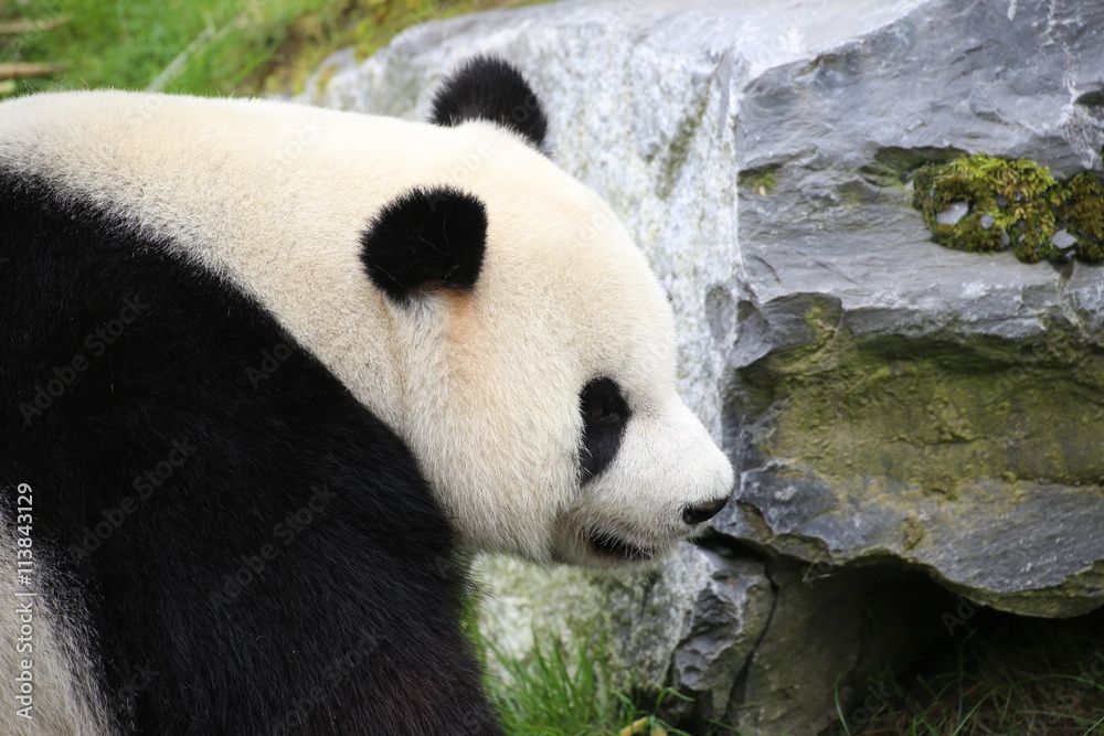 Großer Panda in Nahaufnahme