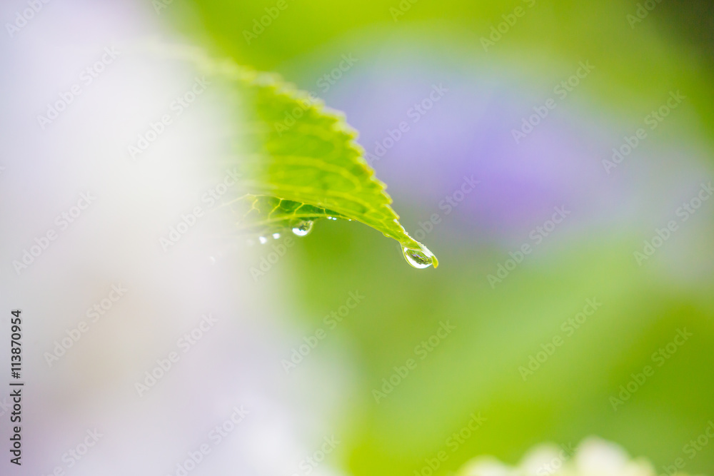 アジサイの葉と水滴