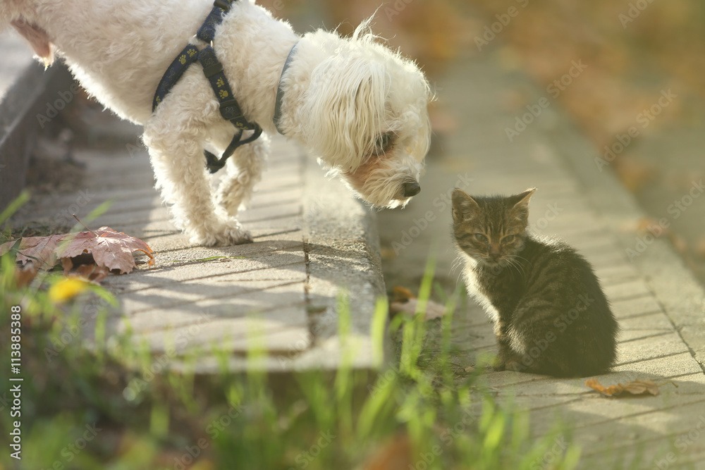 Maltese dog sniffing small cat kitten in head