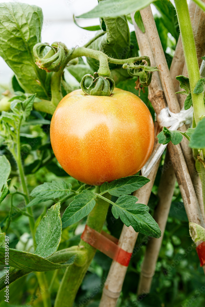 Ripe tomatoes grown in greenhouses