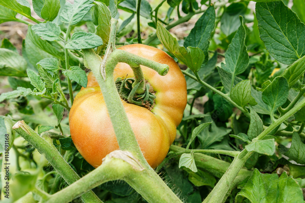 Ripe tomatoes grown in greenhouses