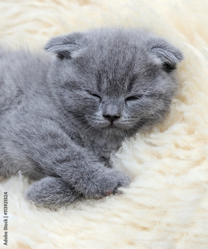 Kitten on white blanket