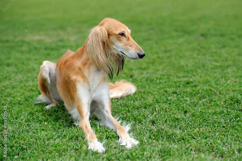 Borzoi dog in grass