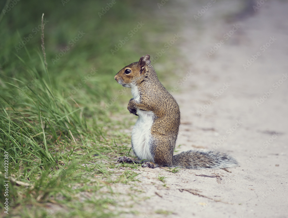 Eastern gray squirrel