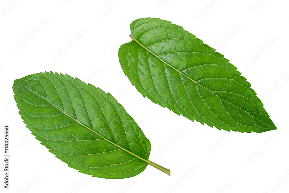 Peppermint leaf on white