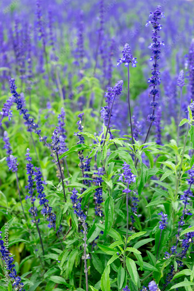 beautiful garden in japan hokkaido