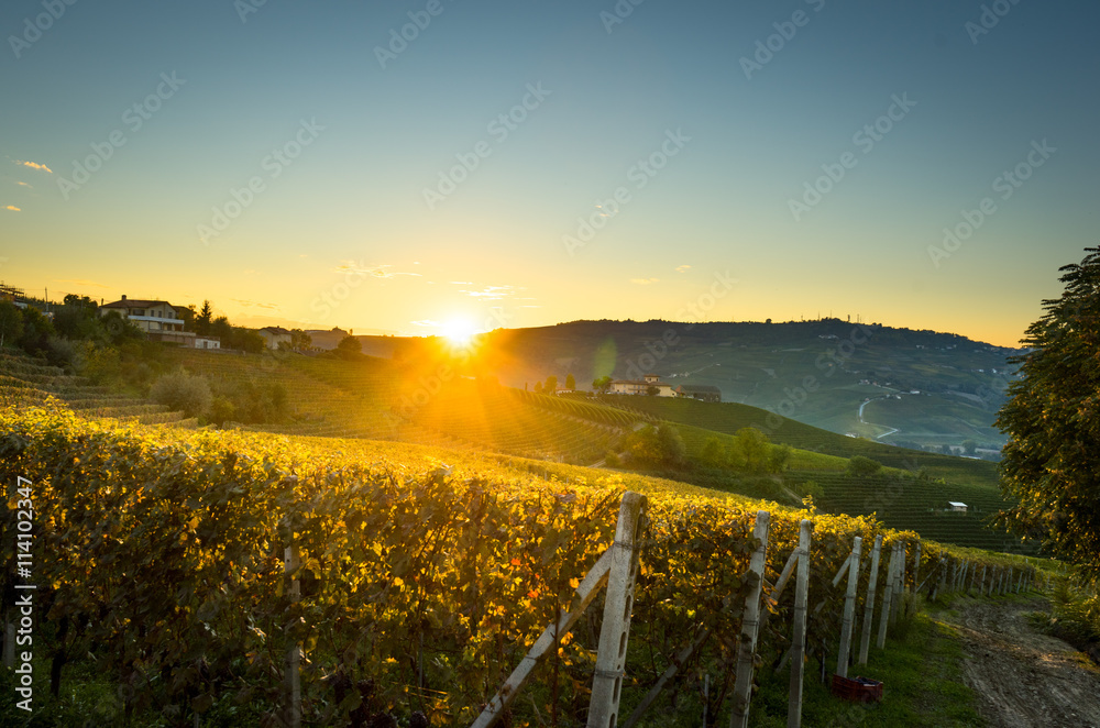 beautiful vineyard in switzerland in blue sky