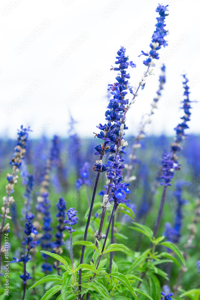 日本北海道美丽的花园