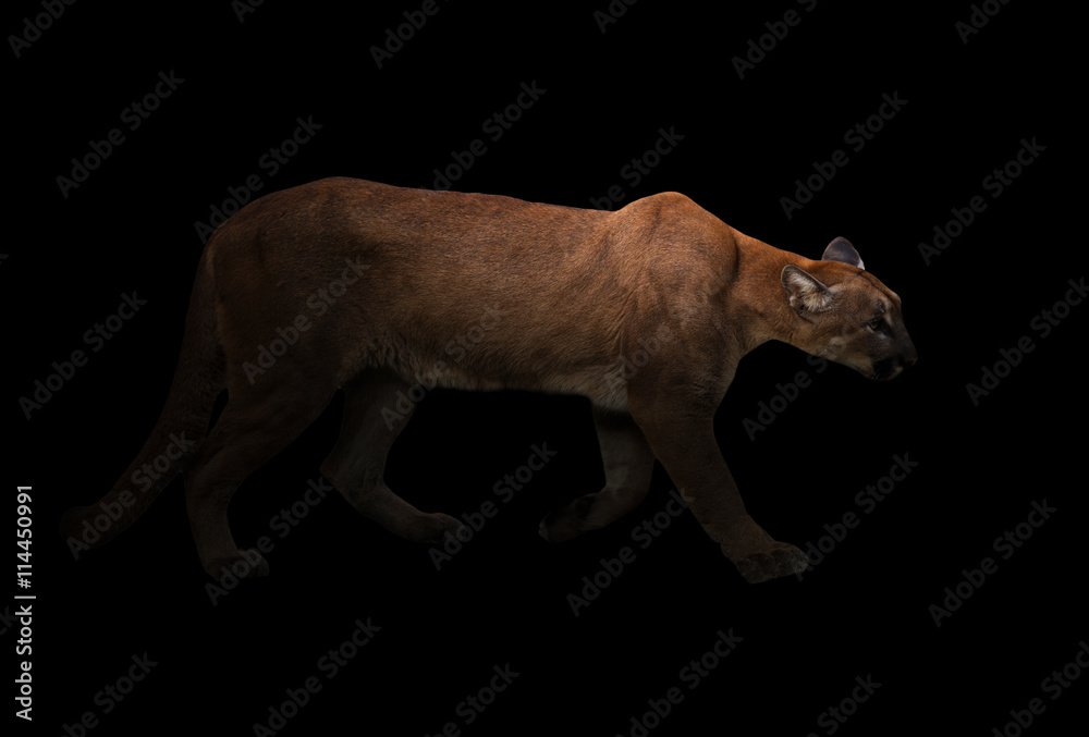 puma (Panthera onca) in the dark