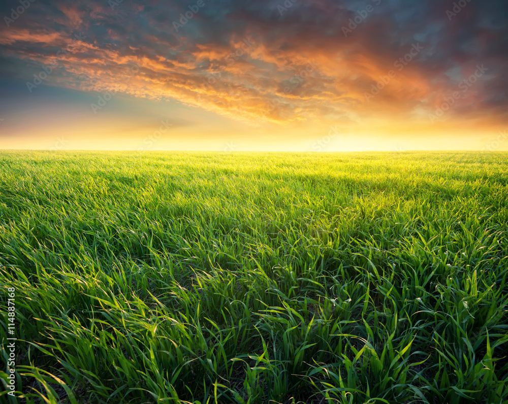 Grass on the field during sunrise. Agricultural landscape in the summer time