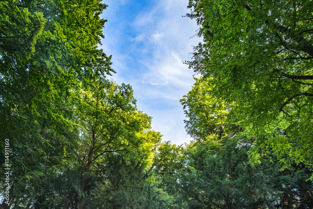 Aufforstung gegen Klimawandel