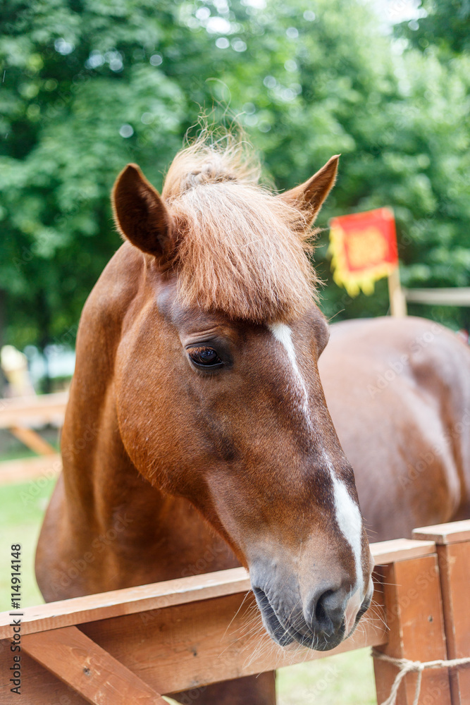 horse detail, head and eye